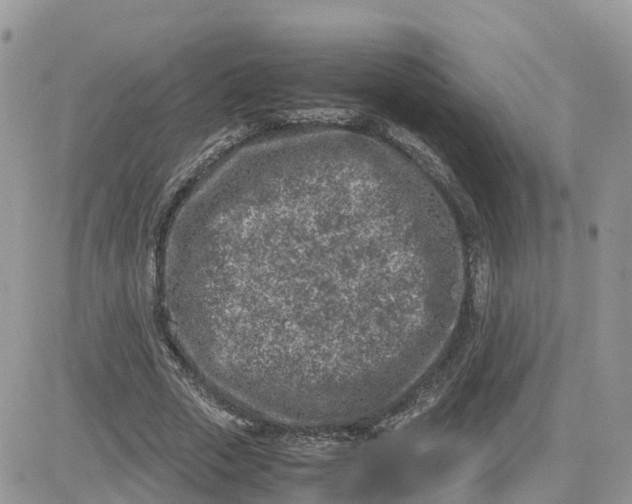 X0000081570729200701291214