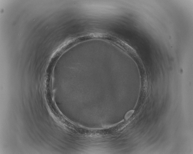 X0000081570730200701291214