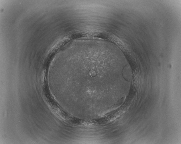 X0000081570742200701291214