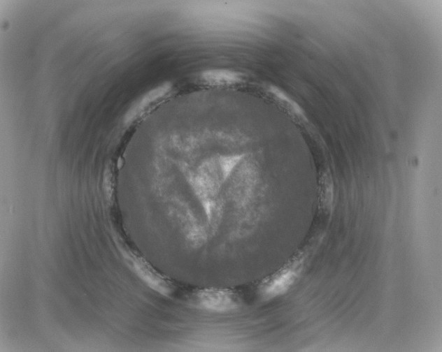 X0000081570762200701291215