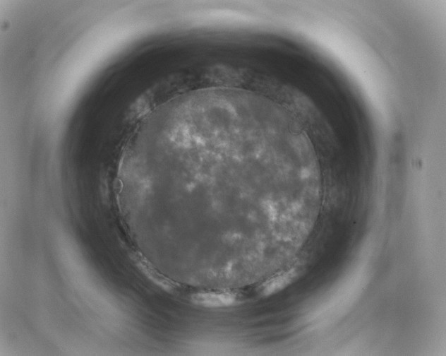 X0000081570765200701291215