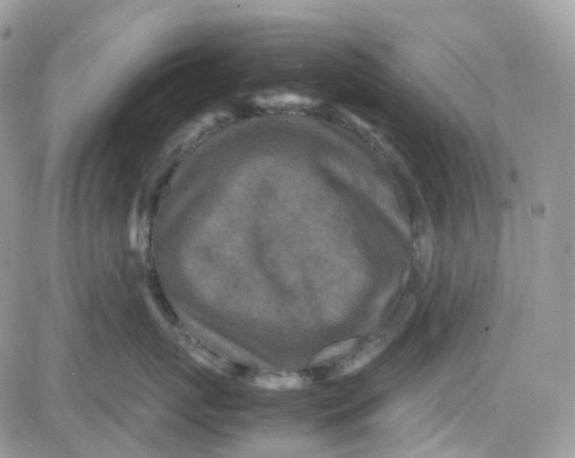 X0000081570767200701291215