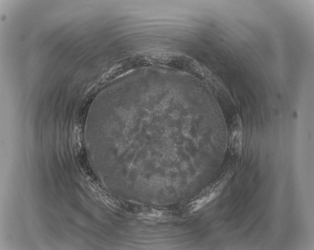 X0000081570772200701291214