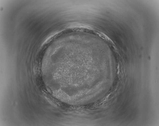 X0000081570775200701291214