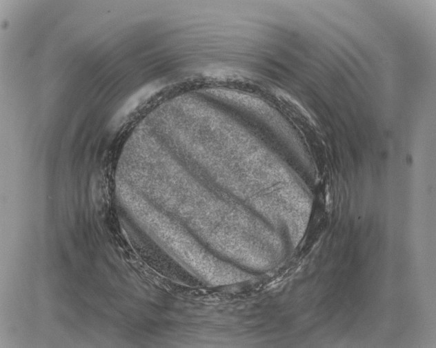 X0000081570776200701291214