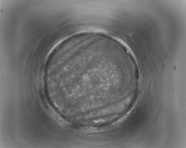 X0000081570783200701291214