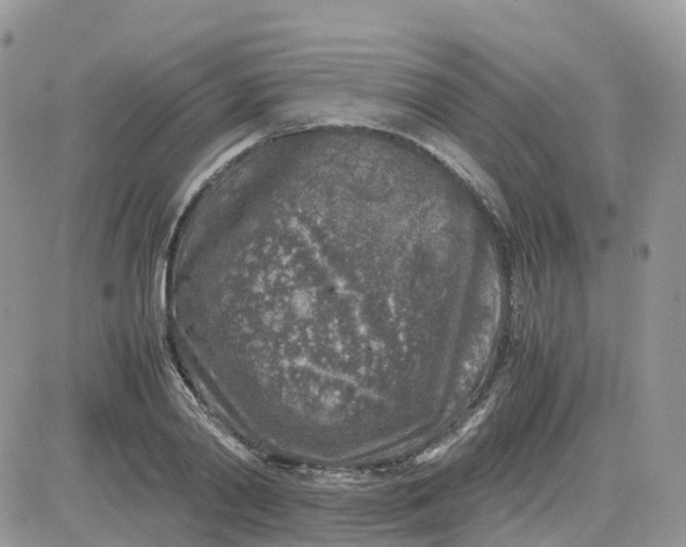 X0000081570790200701291214