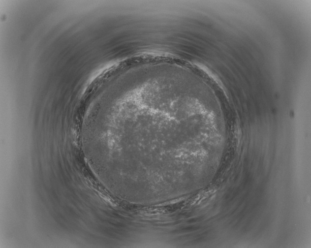 X0000081570823200701291212