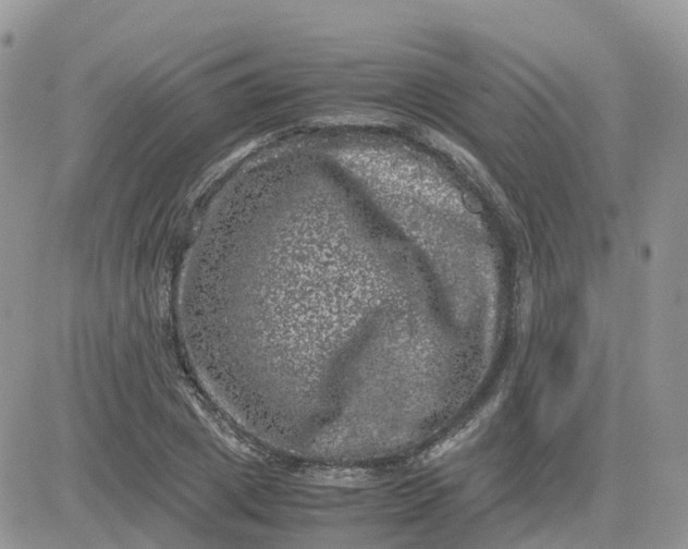 X0000081570833200701291213