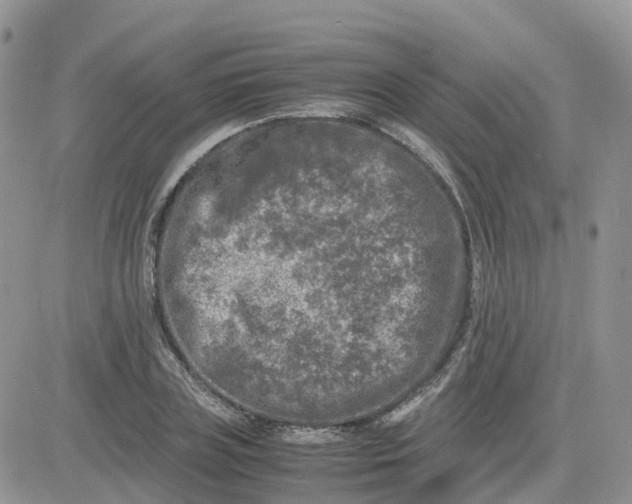 X0000081570835200701291213