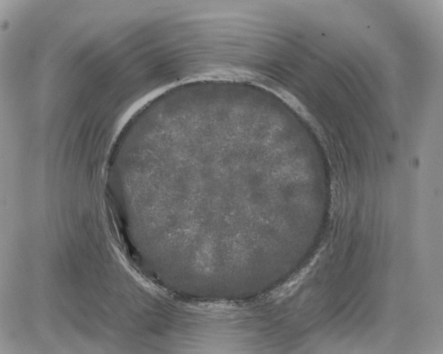 X0000081570838200701291213