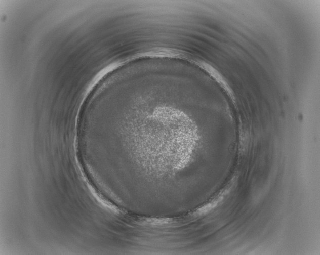 X0000081570845200701291213