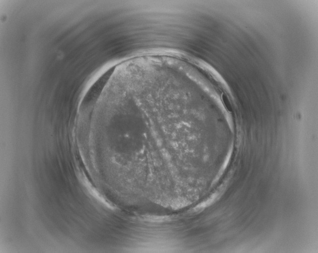 X0000081570860200701291213