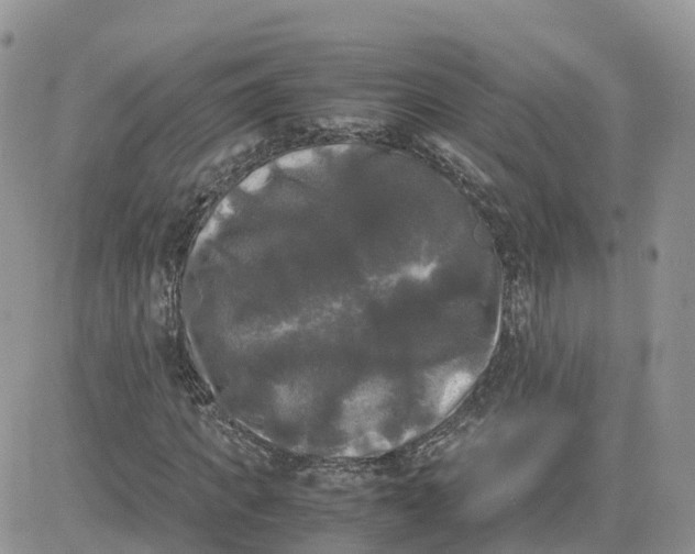 X0000081570917200701291211