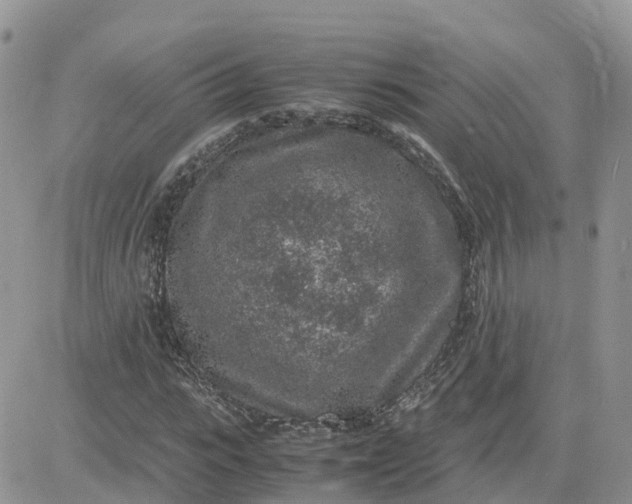 X0000081570919200701291211