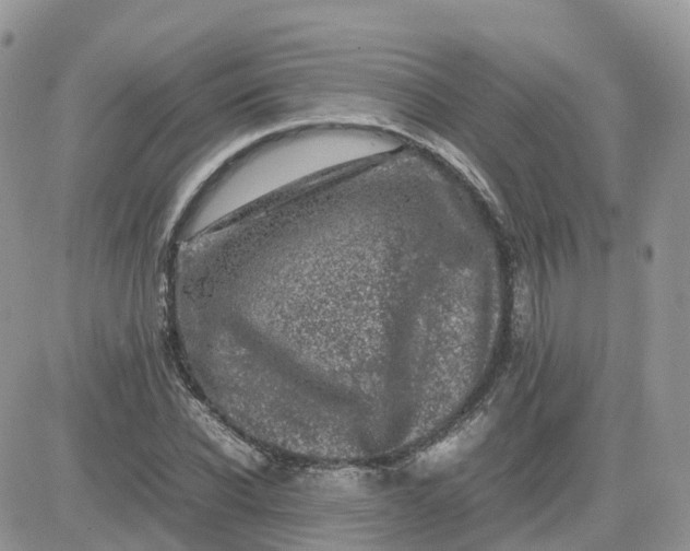 X0000081570926200701291211