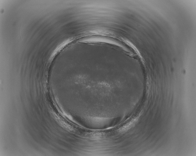 X0000081570930200701291211