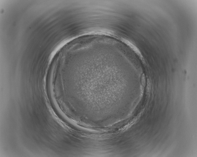 X0000081570936200701291211