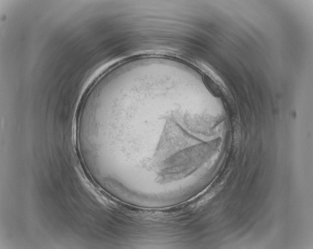 X0000081570940200701291211