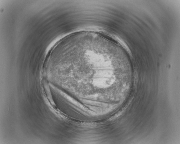 X0000081570944200701291211