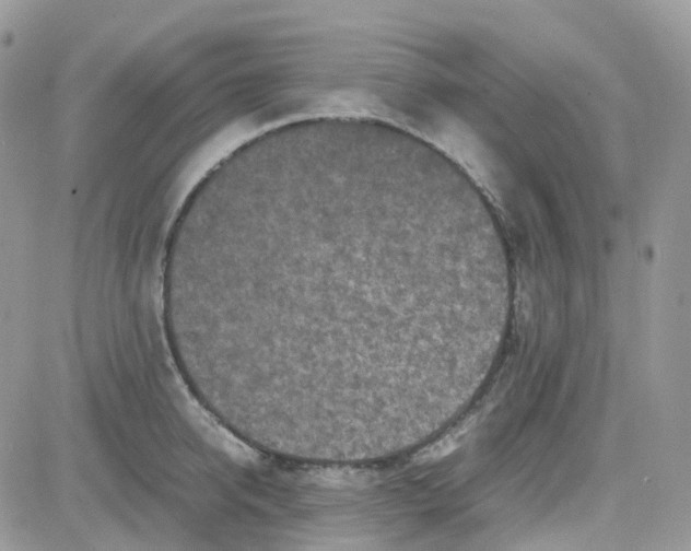 X0000081570950200701291211