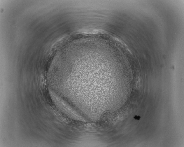 X0000081570966200701291211