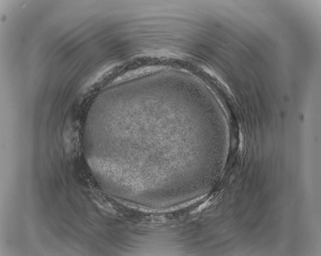 X0000081570968200701291211