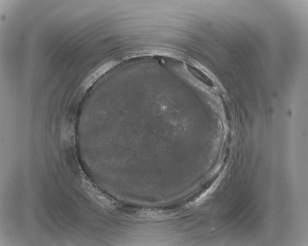 X0000081570977200701291210