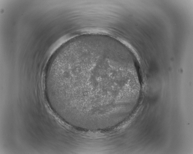 X0000081570983200701291210