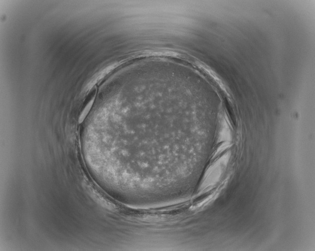 X0000081570985200701291210