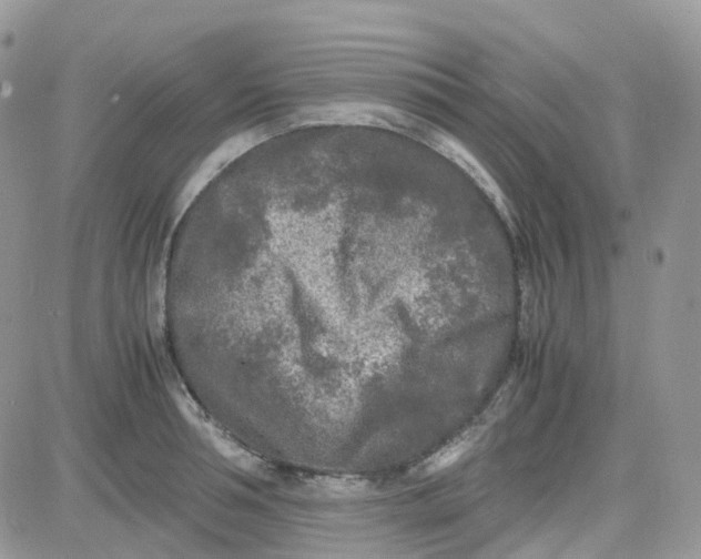 X0000081570994200701291210