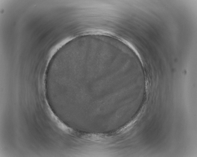 X0000081570995200701291210