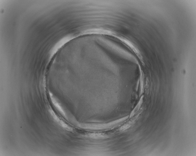 X0000081570998200701291210