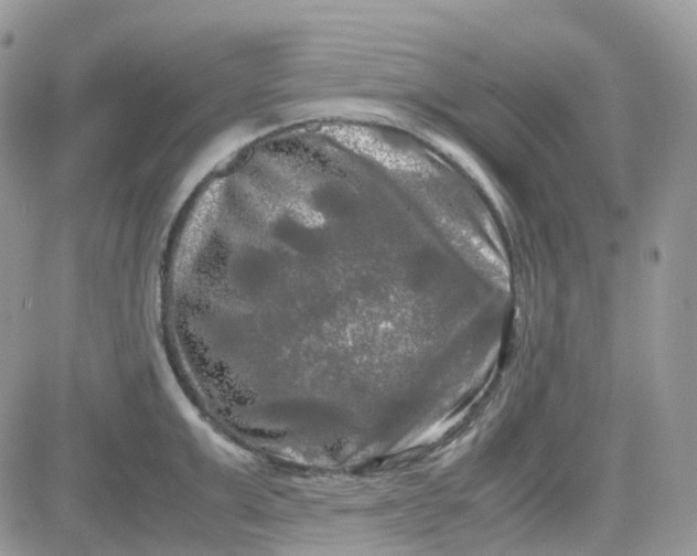 X0000081570999200701291210