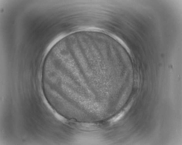 X0000081571007200701291210