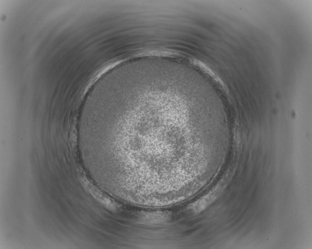 X0000081571025200701291209