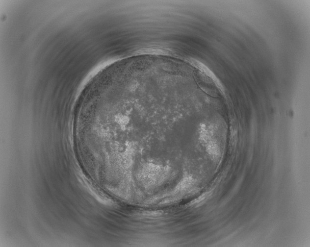 X0000081571035200701291210