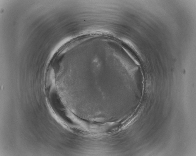 X0000081571038200701291210