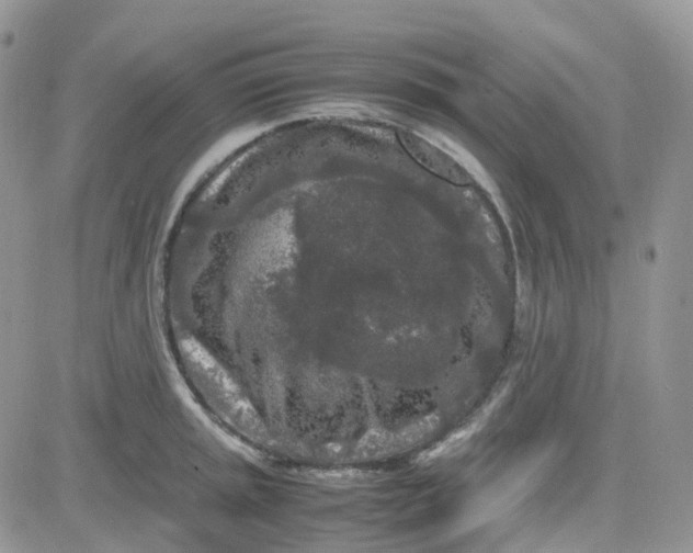 X0000081571045200701291210