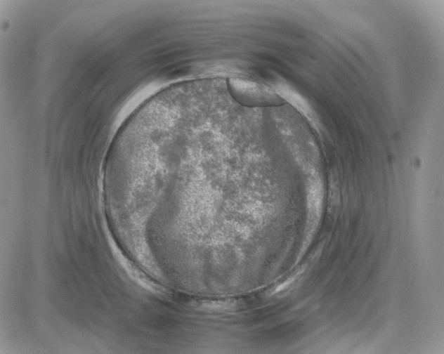 X0000081571047200701291210