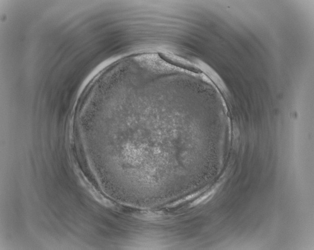 X0000081571052200701291210