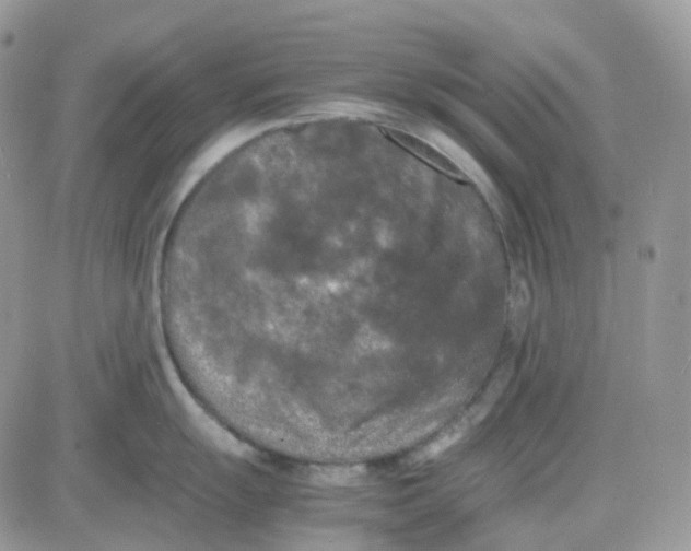 X0000081571055200701291210