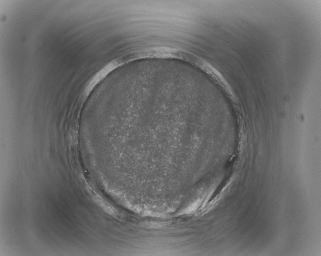 X0000081571081200701291209