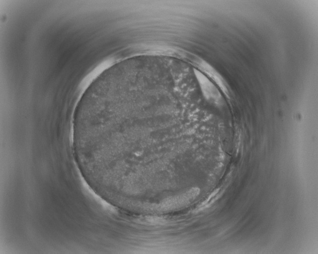 X0000081571095200701291209