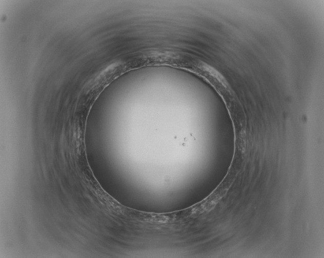 X0000081571111200701291208