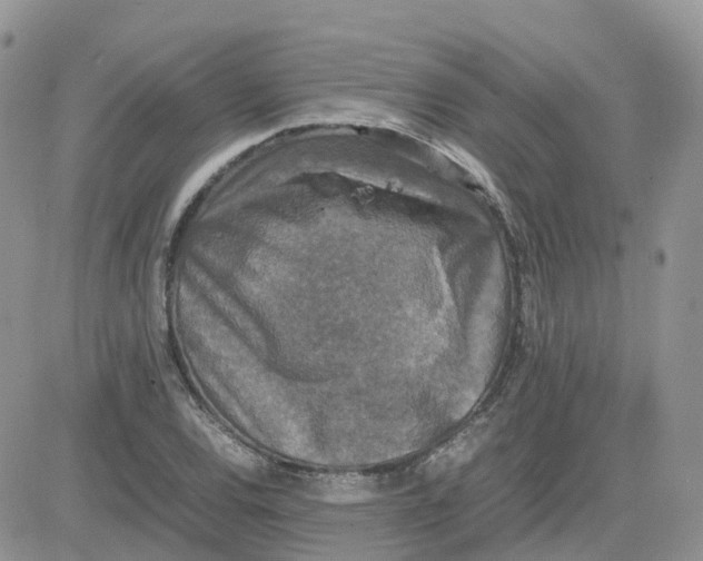 X0000081571120200701291208