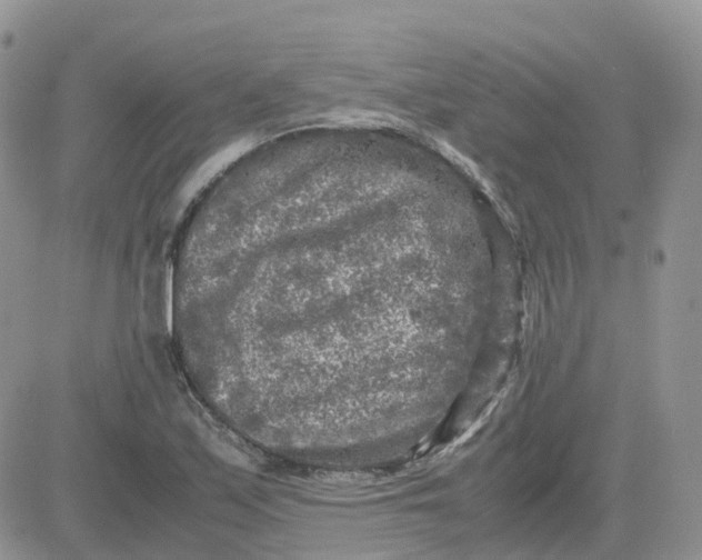 X0000081571171200701291207