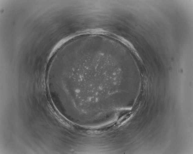 X0000081571176200701291207