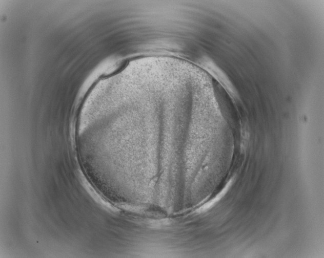 X0000081571196200701291207