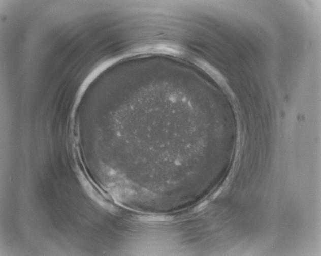 X0000081571200200701291207